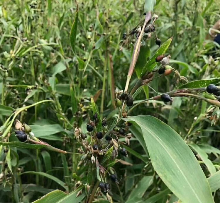 懷府薏康堂-紅薏米種植基地