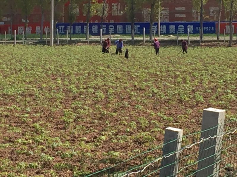 沁陽市益康中藥材種植基地近況